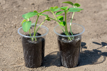 Seedlings in glasses. Plant transplantation, trays of agricultural seedlings. Spring planting. Early seedlings.