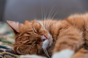 Cat nap. Furry ginger cat portrait with big whiskers, sleeping on the sofa, relaxing in the afternoon. Sleepy and lazy ginger cat
