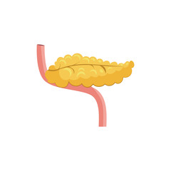 Human pancreas illustration. Yellow, organ, body, human. Medicine concept. illustration can be used for hospital, laboratory, medical colleges and universities, anatomy studying