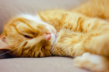 Cat nap. Furry ginger cat with white paws sleeping on the sofa, relaxing in the afternoon. Sleepy and lazy ginger cat