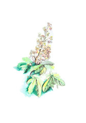Watercolor chestnut blossom, branch with flowers. Beautiful raster illustration. Blossoming for spring design.