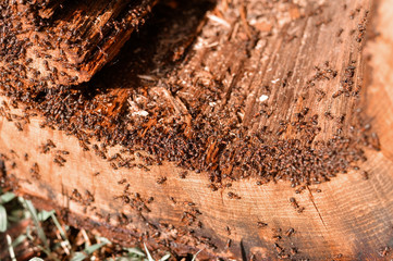 Ants at work. Old Oak tree. 