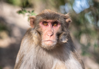 Angry rhesus macaque at Monkey temple (Swoyambhu Temple) in Kathmandu, Nepal