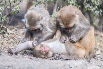 Naklejka premium Rhesus macaque family at Monkey temple (Swoyambhu Temple) in Kathmandu, Nepal