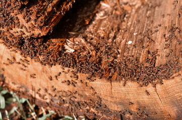 Ants at work. Old Oak tree. 