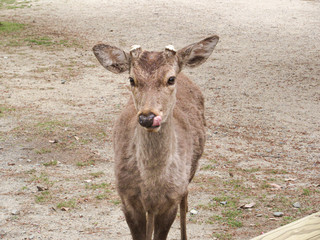 Deer captured in Nara Park, Japan