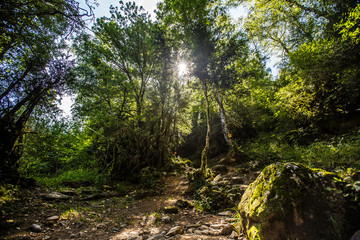 Beautiful sun on the path of the Panticosa forest in the Pyrenees, Aragon. Spain