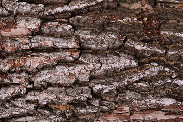 Tree bark texture. Old oak tree. 
