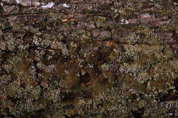 texture, old, background, pattern, rough, brown, nature, abstract, surface, material, textured, natural, wood, detail, tree, closeup, bark, wooden, design, trunk, wall, forest, plant, timber, grunge
