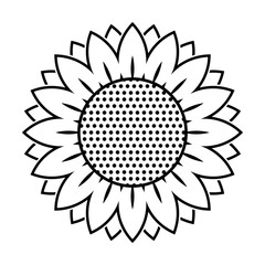 Sunflower icon isolated on white background