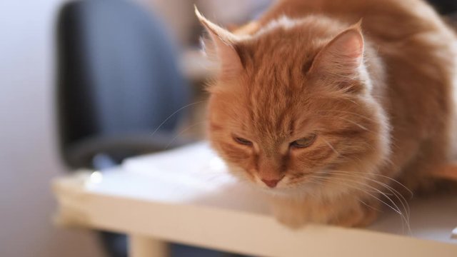 Angry ginger cat sits on white table. Fluffy pet seems to be irritated. Cute domestic animal at cozy home.