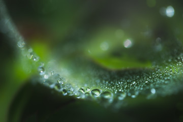 滴と蜘蛛の巣　１