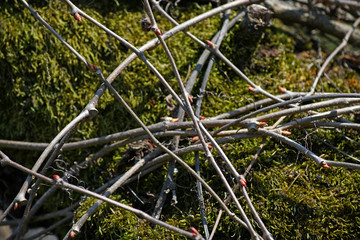 Beautiful background of intertwined twigs and moss. Interesting bare branches of creepers.