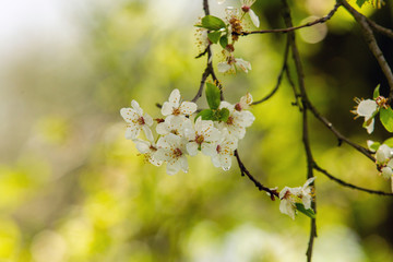 Spring the flowering cherry plum