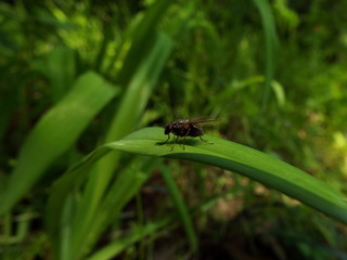 ハエ fly