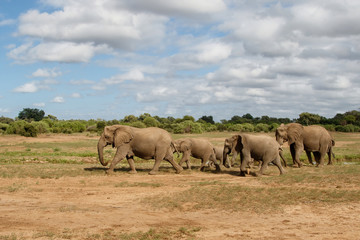 Fototapeta premium Elephant herd walking in Mashatu Game Reserve in the Tuli Block in Botswana