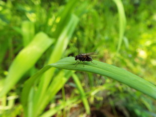 ハエ fly