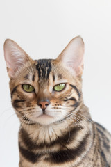 A Bengal cat looks at the camera. The eyes are slightly narrowed. Close-up portrait on a white background.