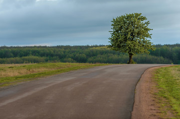 Fototapeta na wymiar asphalt road leading to a lonely tree
