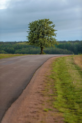 asphalt road leading to a lonely tree