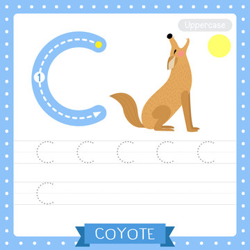 Letter C uppercase tracing practice worksheet. Howling Coyote