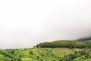 forest edge shrouded in thick fog in background