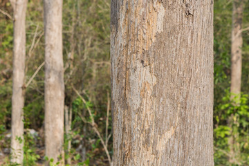 Teak Trees in Thailand precious hardwoods one of the last major areas of tropical forest in Asia
