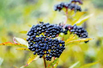 Elderberry bush with black ripe berries in autumn