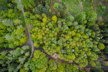 Air view of a mixed forest