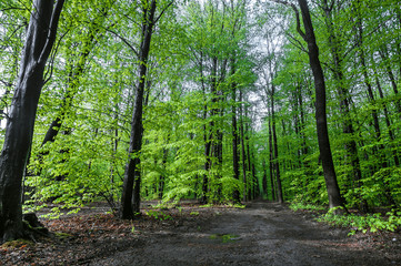 Fototapeta na wymiar wet green linden forest in sunny weather