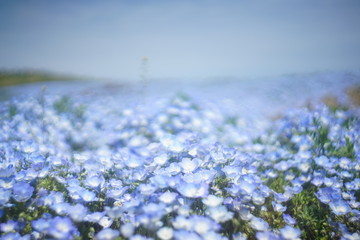 丘に広がるネモフィラ