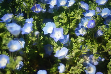 可愛らしいネモフィラたち