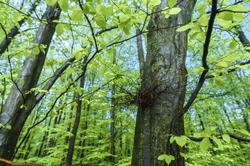 wet green linden forest in sunny weather