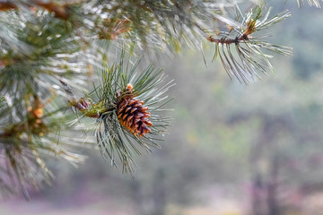Naklejka na ściany i meble Pine branch with a cone on a blurred background. Christmas background