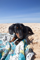 Dachshund puppy on the beach by the ocean on a textile litter. Hot sunny da