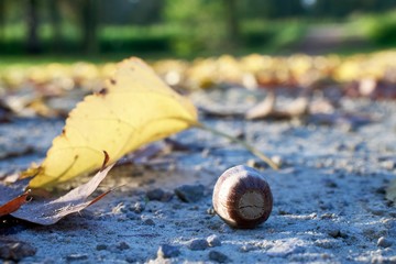 żołędzie przy liściu © mateusz