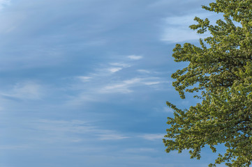 Obraz premium blooming wild pear against the sky