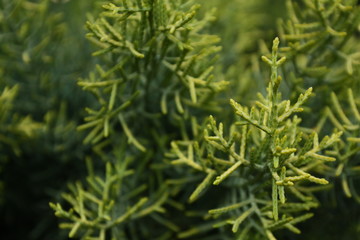 branches of cypress macro