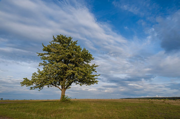 lonely fruit tree against the sky