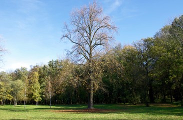 stare drzewo w parku w oławie