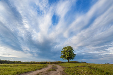 Fototapeta na wymiar lonely fruit tree against the sky