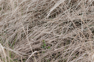 dry long grass in full frame