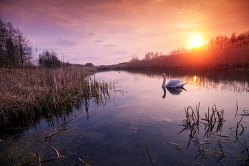 Magical sunset in countryside. Rural landscape in spring, wilderness. Swan swimming in the narrow river