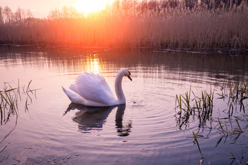 Magical sunset in countryside. Rural landscape in spring, wilderness. Swan swimming in the lake