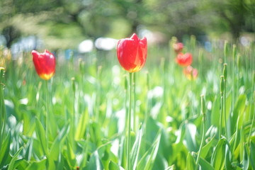 真っすぐに咲く赤いチューリップ