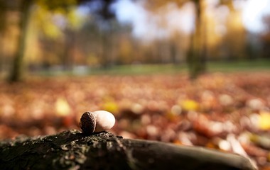 żołądź na pieńku  © mateusz
