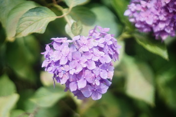 ハート形のような紫陽花