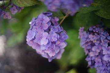 美しい紫色の紫陽花