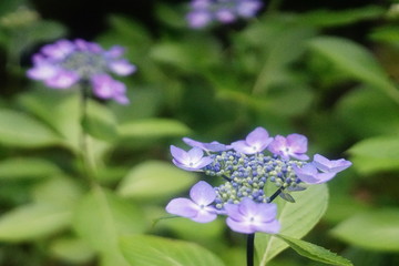 咲き始めの紫陽花