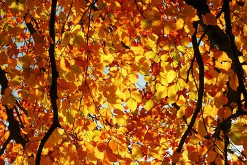 autumn leaves background